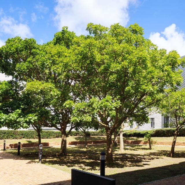 Graça Machel Hall - courtyard